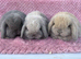 Pure bred mini lop rabbits