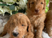 Health tested Australian Labradoodles