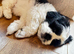 Lhasa apso puppy - 8 weeks