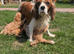 6 beautiful Red Cavapoo puppies