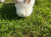 Lionhead Rabbits