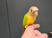Stunningly beautiful handreared conures!!!