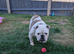 Male bull dog