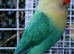 Pair of lovebirds