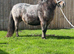 Shetland driving mare