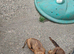Gorgeous dapple Dachshund boy