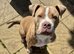 Staff x victorian bulldog rocco