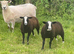 Zwartble Ram 2 year old proven