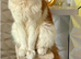 Mainecoon for STUD duties only in Mansfield
