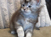 Stunning tica registered girl
