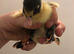 Ducklings