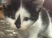 Adorable playful kittens