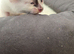 Kittens bengal cross