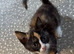 1 female tortoiseshell kitten