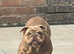 Lilac and tan female bulldog