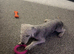 Bedlington terrier boy