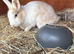 Bunny for Rehoming