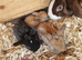 Mini lop babies available for reserve