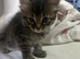 Black tabby
