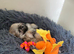 Beautiful Tiny Girl avai