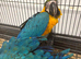 Hand Reared Baby Blue & Gold Macaws
