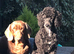 Handsome mini poodle looking for Hes forever sofa