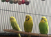 Baby Budgies &pound;75 a pair