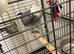 Tame and talkative African grey