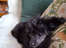 Toy poodle x Papillon