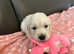 KC Old English Cream Golden Retriever Puppies