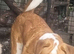 St Bernard boy for sale