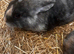 Baby rabbits ready to go