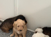Australian labradoodles