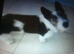 19 month old jack tzu bitch looking for new home