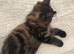 Lilo – Stunning Maine Coon x British Shorthair with Rare Inhibitor Gene