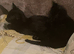 Cat for sale