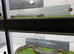 GREEN ANACONDAS