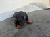 1 black tan boy available