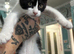 We have 7 LET TWO BOYS STILL AVAILABLE gorgeous Maine coon kittens for re homing