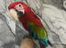 Baby Friendly Super Tame Cuddly HandReared Greenwing Macaw Parrot,4