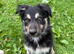 Border Collie Pups