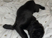 Cane Corso Puppies