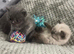 Beautiful rainbow  litter of British shorthair