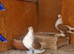 Fancy pigeons