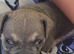 French bulldog x English bulldog