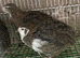 Japanese quails