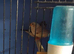 Baby zebra Finches
