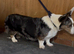Two Cardigan corgi Females