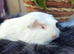 Skinny pigs and carriers
