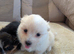 Beautiful little pom terriers puppy